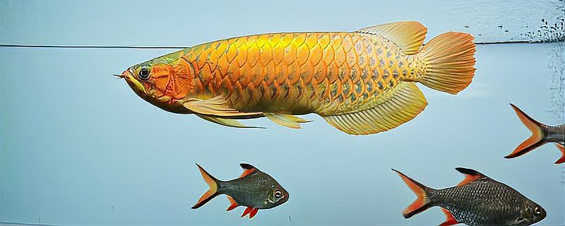 2-3cm龍魚苗的價格是多少，2-3cm龍魚苗價格大揭秘:從幾千到幾萬你知道嗎