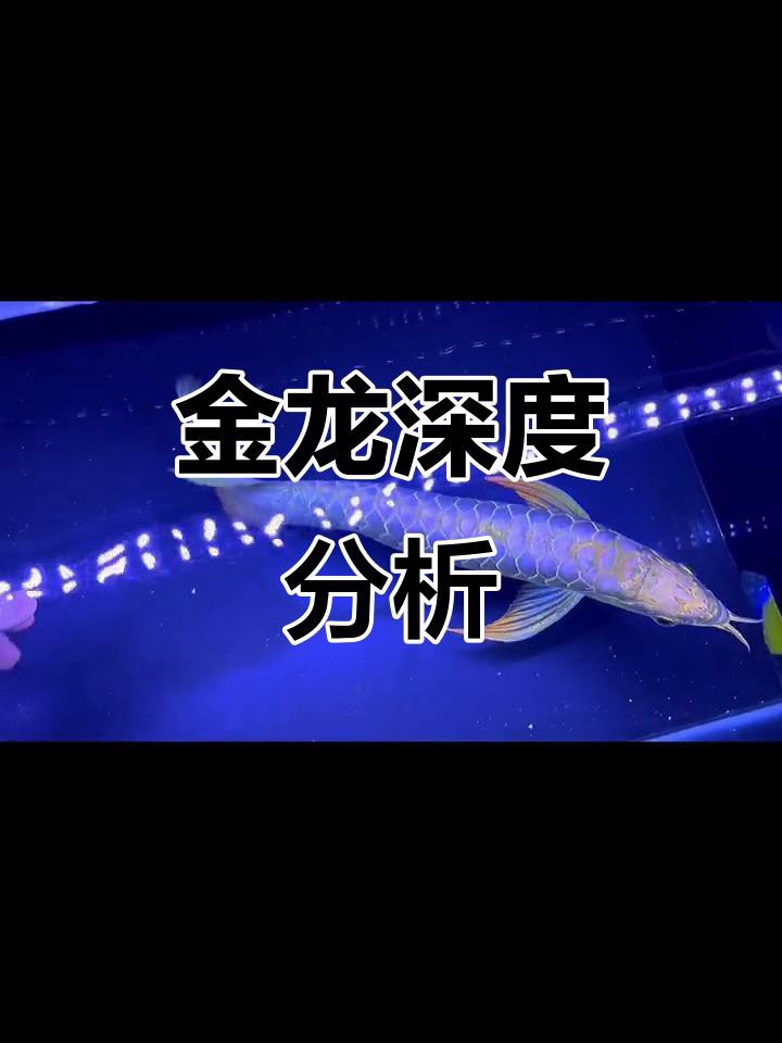 如何區(qū)分古典藍(lán)底金龍魚的品質(zhì)？，古典藍(lán)底金龍篩選秘籍揭秘古典藍(lán)底金龍魚品質(zhì)等級