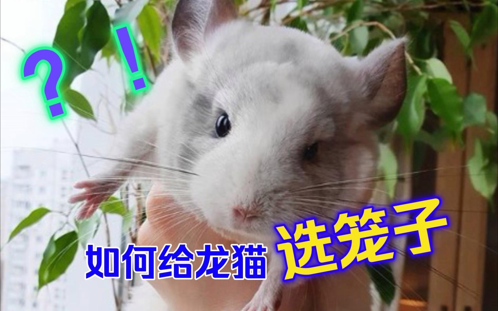 如何選擇適合龍貓的籠具？，養龍貓需要準備什么