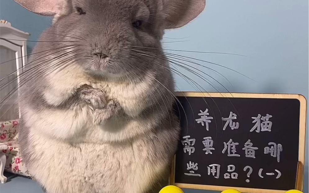 如何選擇適合龍貓的籠具？，養龍貓需要準備什么