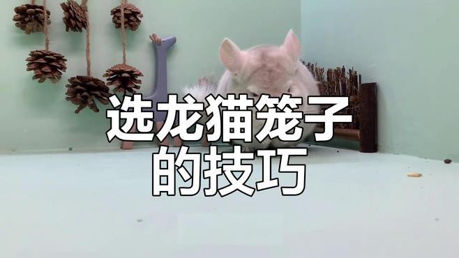 如何選擇適合龍貓的籠具？，養龍貓需要準備什么