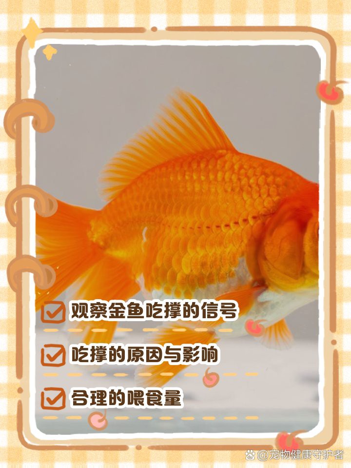 如何判斷過背金龍是否吃飽？，《如何判斷過背金龍是否吃飽》如何判斷魚是否吃飽老手教你幾招 如何判斷過背金龍是否吃飽？，《如何判斷過背金龍是否吃飽》如何判斷魚是否吃飽老手教你幾招 龍魚百科 第8張