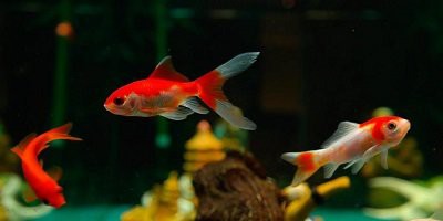 哪里可以買到真正的紅龍魚？，紅龍魚如何選購？ 哪里可以買到真正的紅龍魚？，紅龍魚如何選購？ 龍魚論壇 第17張