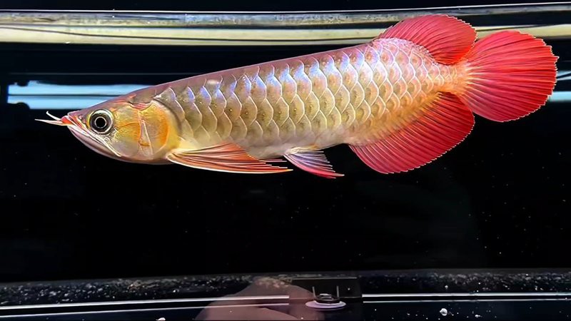 哪里可以買到真正的紅龍魚?,紅龍魚如何選購? 龍魚論壇 第7張 哪里可以買到真正的紅龍魚?,紅龍魚如何選購? 哪里可以買到真正的紅龍魚?,紅龍魚如何選購? 龍魚論壇 第7張