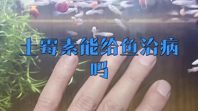 土霉素治療龍魚疾病的效果如何？，土霉素在治療龍魚疾病方面展現出顯著效果