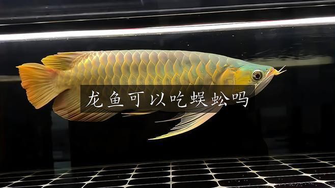 紅龍魚(yú)吃蜈蚣多久見(jiàn)效？，紅龍魚(yú)食用蜈蚣以促進(jìn)發(fā)色效果通常在約一周左右顯現(xiàn) 紅龍魚(yú)吃蜈蚣多久見(jiàn)效？，紅龍魚(yú)食用蜈蚣以促進(jìn)發(fā)色效果通常在約一周左右顯現(xiàn) 龍魚(yú)百科 第1張
