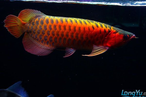 如何判斷泗水紅龍魚的血統純度？，判斷泗水紅龍魚的血統純度需綜合多方面特征教你辨別真假紅龍魚