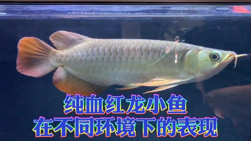 如何判斷泗水紅龍魚的血統純度？，判斷泗水紅龍魚的血統純度需綜合多方面特征教你辨別真假紅龍魚