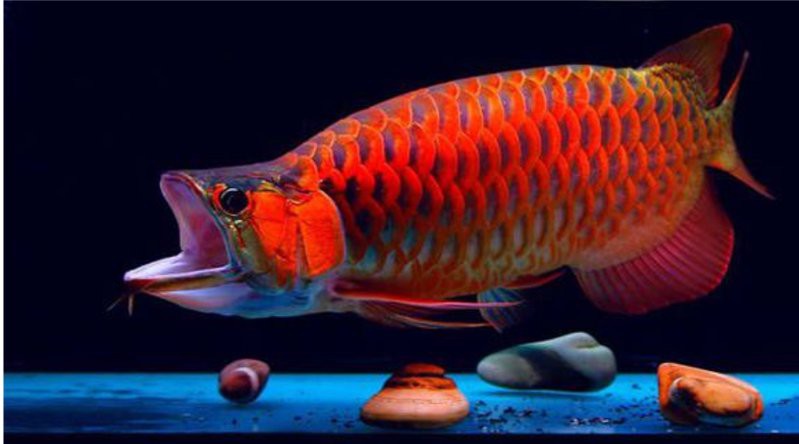 如何判斷泗水紅龍魚的血統純度？，判斷泗水紅龍魚的血統純度需綜合多方面特征教你辨別真假紅龍魚