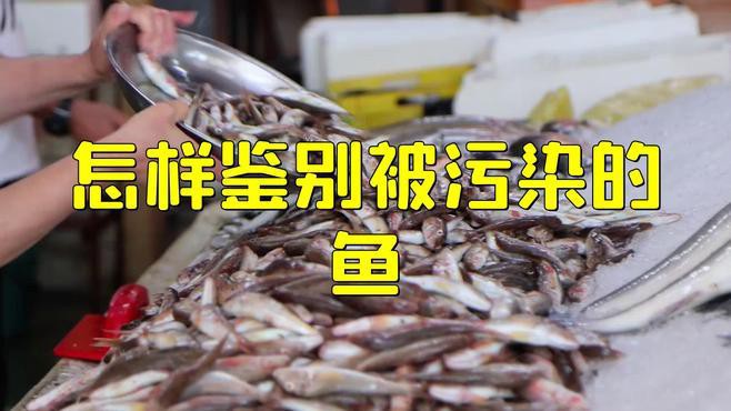 如何辨別福龍魚是否來自污染水域？，如何辨別福龍魚是否來自污染水域