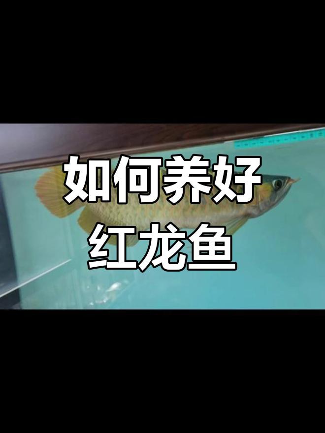 如何判斷紅金龍魚是否健康？，如何判斷紅金龍魚是否健康， 如何判斷紅金龍魚是否健康？，如何判斷紅金龍魚是否健康， 龍魚百科 第1張