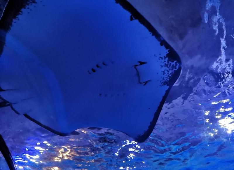 陽泉水族館，廣州陽泉海洋世界：陽泉海洋世界松緊繃的奇幻之旅