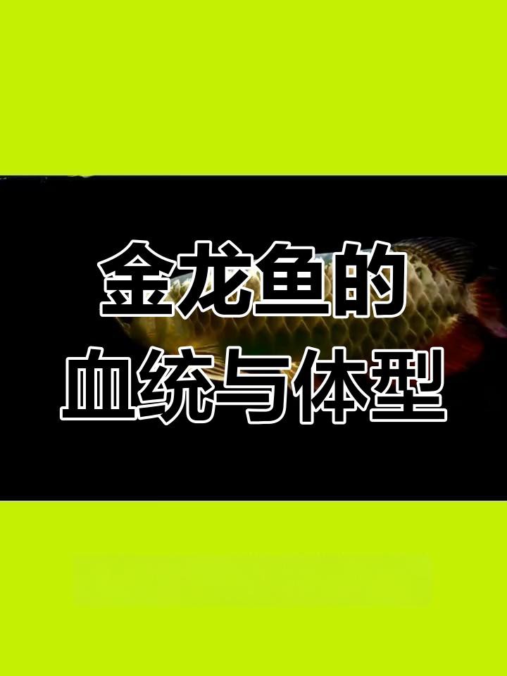 如何判斷古典金龍魚的血統純度？，判斷古典金龍魚的血統純度需綜合多方面特征其應為純正的過背金龍