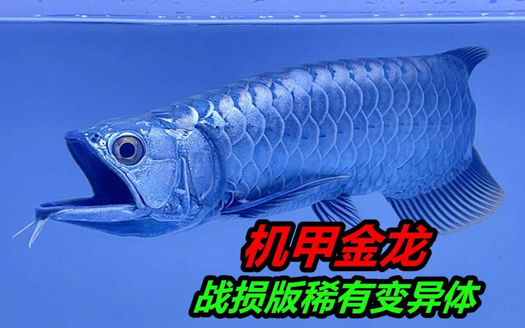 如何挑選高品質的小過背金龍魚？，如何挑選高品質小過背金龍魚