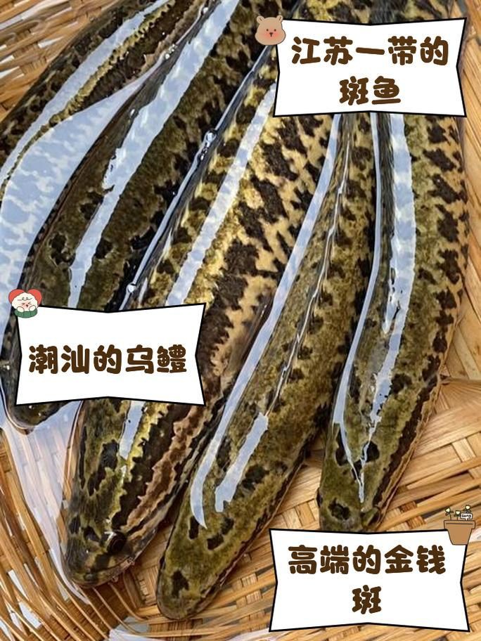 各種斑魚的圖片，攝圖新視界則提供青石斑魚、黑斑魚等具有版權保障的高清斑魚圖片