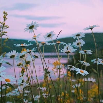 鶴崗水族店，鶴崗市擁有多家特色鮮明的水族店為當地居民及愛好者提供了豐富的選擇