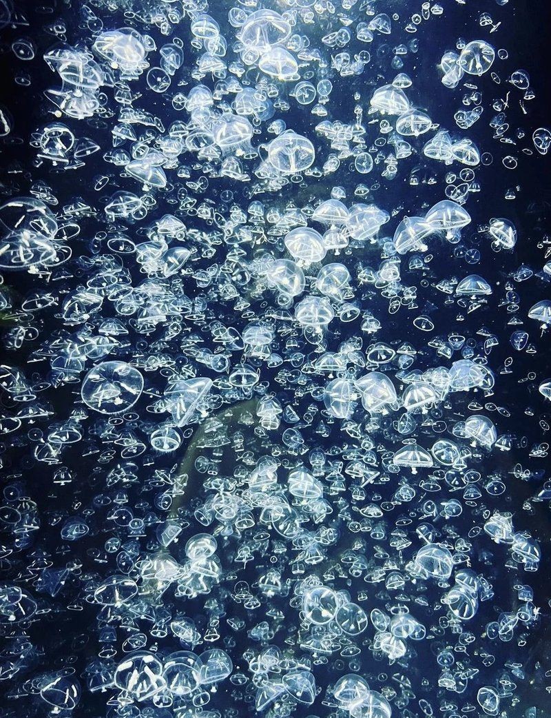 鶴崗水族店，鶴崗市擁有多家特色鮮明的水族店為當地居民及愛好者提供了豐富的選擇