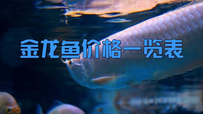 20公分過背金龍的價格范圍是多少？，20公分過背金龍的價格是多少？
