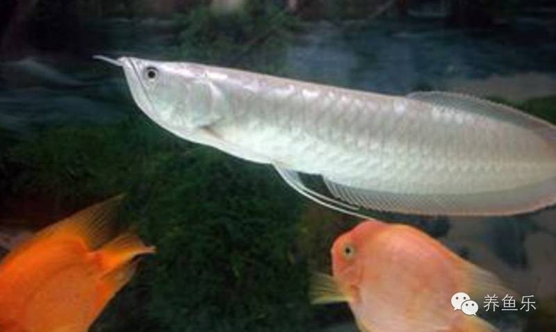 原生龍魚繁殖的成功率有多高？，原生龍魚的繁殖成功率受多重因素影響存在較大波動