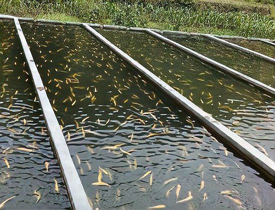 湖州魚缸批發市場，湖州魚缸批發市場與水族產業關聯緊密,南潯鴻西龍魚缸批發市場