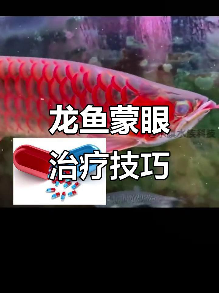 有哪些有效的龍魚蒙眼病預防措施？，龍魚蒙眼怎么辦生態牧人龍魚蒙眼原因及急救方法全解析