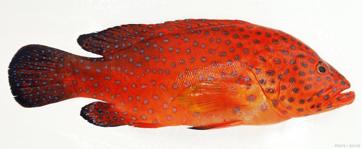紅寶石魚是海魚還是淡水魚，紅寶石魚的分類與生態特性研究紅寶石魚的分類與生態特性