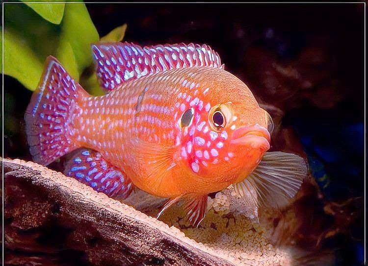 紅寶石魚是海魚還是淡水魚，紅寶石魚的分類與生態特性研究紅寶石魚的分類與生態特性