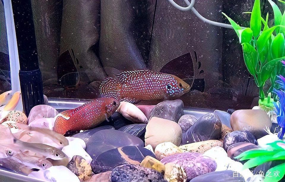 紅寶石魚是海魚還是淡水魚，紅寶石魚的分類與生態特性研究紅寶石魚的分類與生態特性