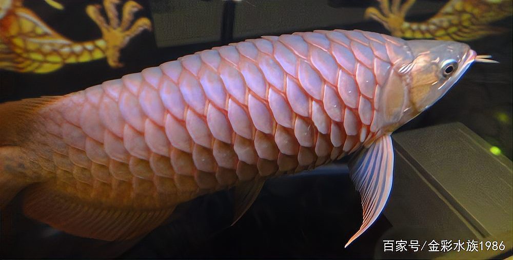 如何判斷龍魚是否患有松鱗病？，如何判斷龍魚患有松鱗病？