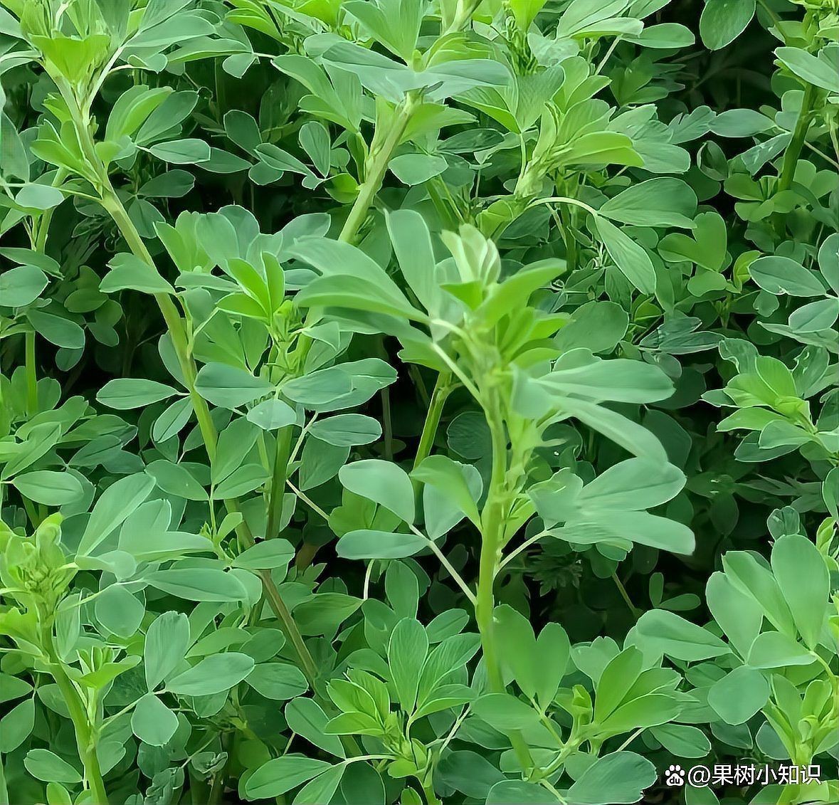 果園種草十大排名，十大優質果園種草排名