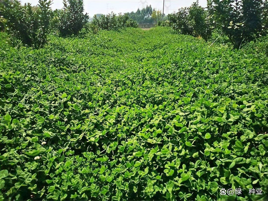 果園種草十大排名，十大優質果園種草排名