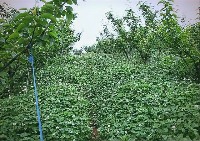 果園種草十大排名，十大優質果園種草排名