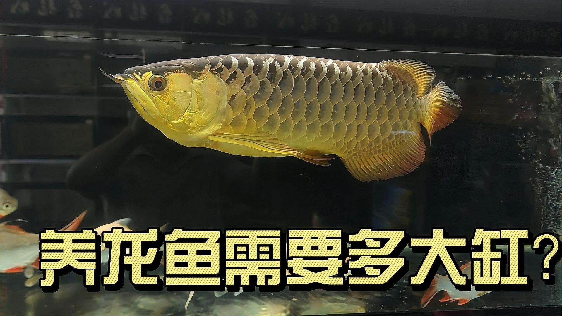 單養龍魚需要多大魚缸？，養龍魚需要多大的魚缸