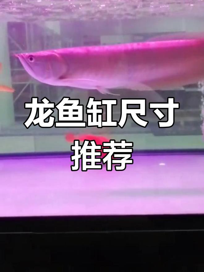 單養(yǎng)龍魚需要多大魚缸？，養(yǎng)龍魚需要多大的魚缸