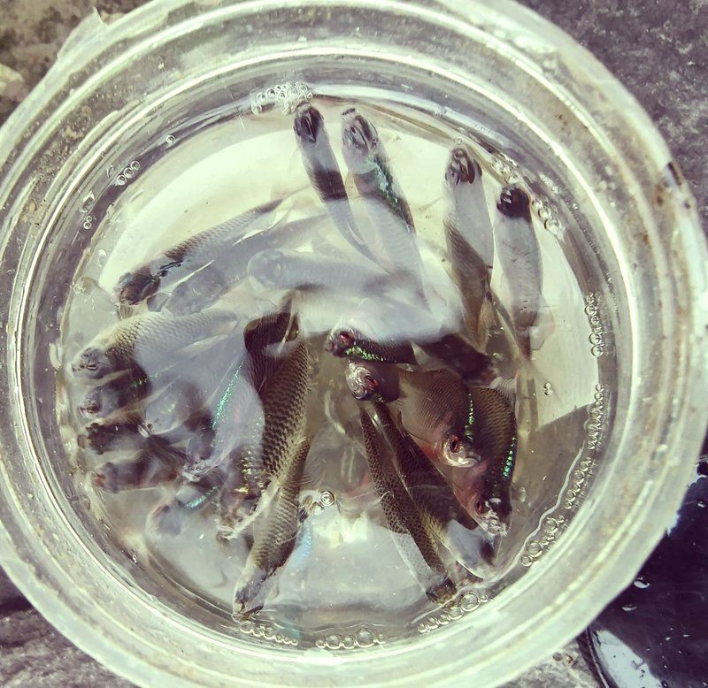 礦泉水瓶自制喂魚器，《礦泉水瓶自制喂魚器》礦泉水瓶制作喂魚器的兩種簡單方法