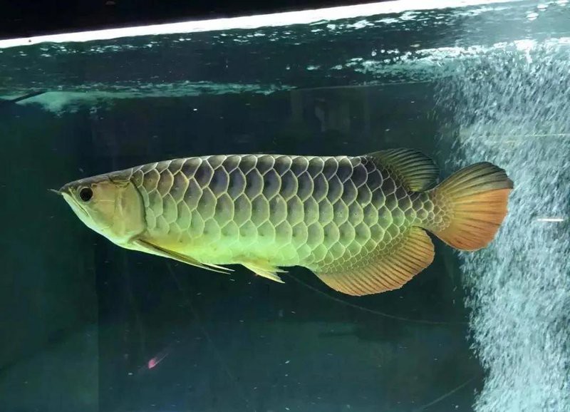 如何辨別藥水染色的金龍魚(yú)？，如何辨別金龍魚(yú)？