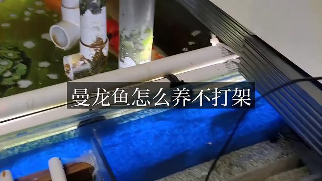 如何調整水質以減少龍魚打斗？，如何調整水質來減少龍魚之間的打斗行為