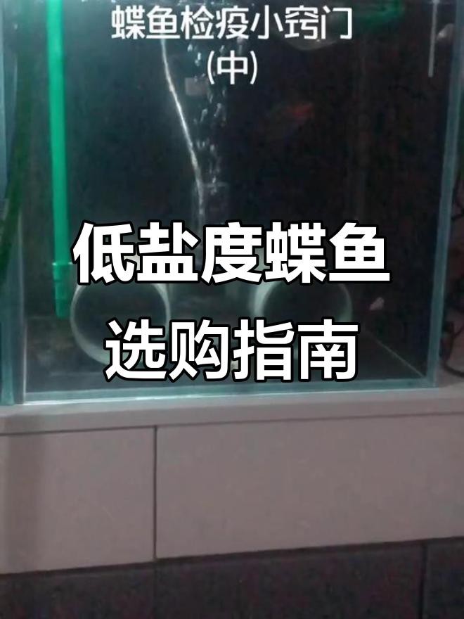 如何挑選健康的龍睛和蝶尾金魚？，如何挑選健康的龍睛和蝶尾金魚 如何挑選健康的龍睛和蝶尾金魚？，如何挑選健康的龍睛和蝶尾金魚 龍魚百科 第6張