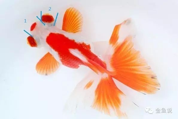 如何挑選健康的龍睛和蝶尾金魚？，如何挑選健康的龍睛和蝶尾金魚 如何挑選健康的龍睛和蝶尾金魚？，如何挑選健康的龍睛和蝶尾金魚 龍魚百科 第7張