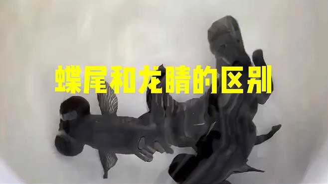如何挑選健康的龍睛和蝶尾金魚？，如何挑選健康的龍睛和蝶尾金魚 如何挑選健康的龍睛和蝶尾金魚？，如何挑選健康的龍睛和蝶尾金魚 龍魚百科 第2張