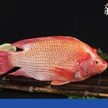 深海紅龍魚價格表,深海紅龍魚的價格 龍魚百科 第1張 深海紅龍魚價格表,深海紅龍魚的價格 深海紅龍魚價格表,深海紅龍魚的價格 龍魚百科 第1張
