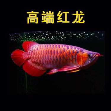 深海紅龍魚價格表,深海紅龍魚的價格 龍魚百科 第5張 深海紅龍魚價格表,深海紅龍魚的價格 深海紅龍魚價格表,深海紅龍魚的價格 龍魚百科 第5張