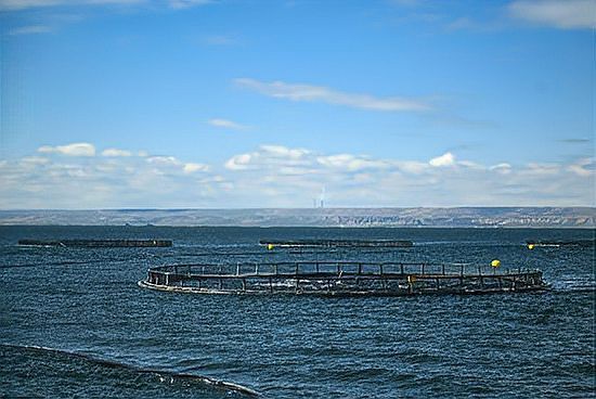 昔陽龍魚店，昔陽滿江秋烤魚店 昔陽龍魚店，昔陽滿江秋烤魚店 全國水族館企業(yè)名錄 第4張