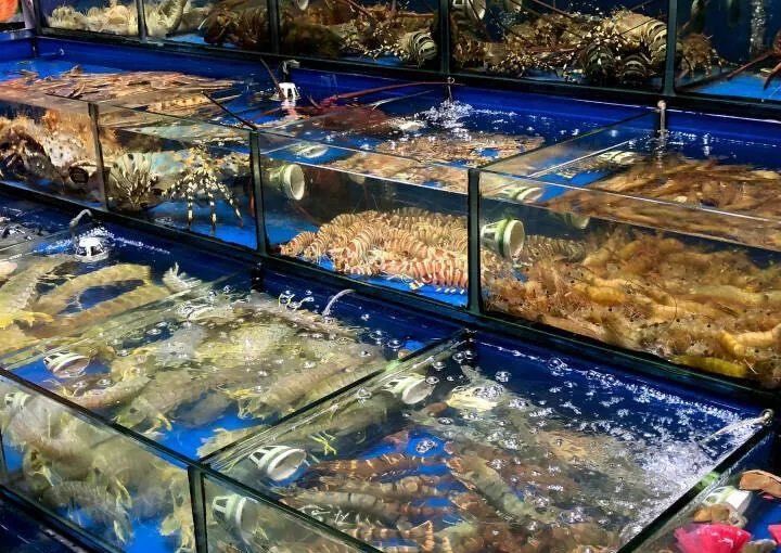 廣州水族批發市場，中國最大的水族市場，藏身廣州老城區20年，最終被落下帷幕