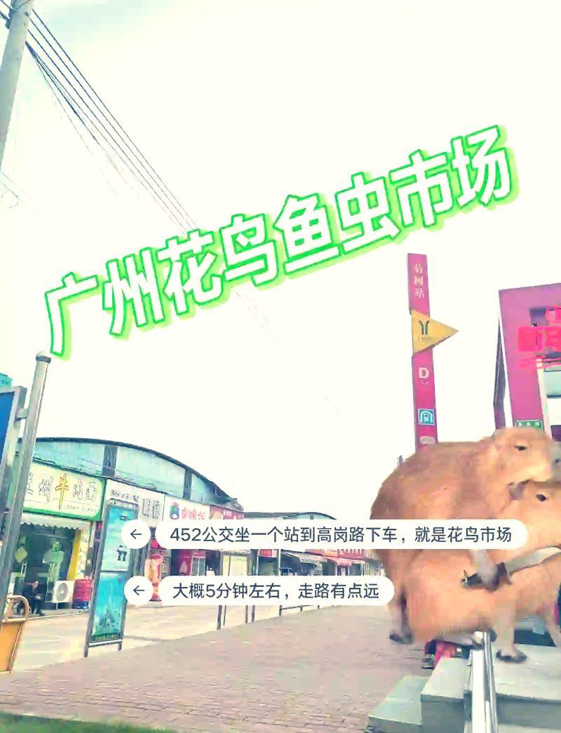 廣州水族批發市場，中國最大的水族市場，藏身廣州老城區20年，最終被落下帷幕