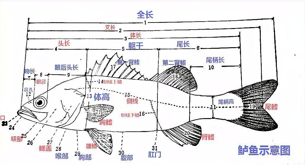 如何判斷藍(lán)金龍魚的年齡？，創(chuàng)作打卡挑戰(zhàn)賽-知乎風(fēng)中飄落的枯葉,如何判斷魚的年齡