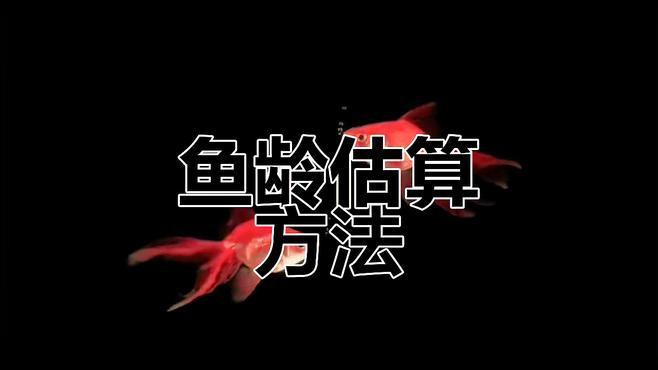 如何判斷藍(lán)金龍魚的年齡？，創(chuàng)作打卡挑戰(zhàn)賽-知乎風(fēng)中飄落的枯葉,如何判斷魚的年齡