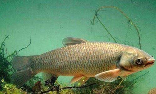 如何判斷藍(lán)金龍魚的年齡？，創(chuàng)作打卡挑戰(zhàn)賽-知乎風(fēng)中飄落的枯葉,如何判斷魚的年齡