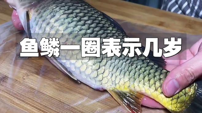 如何判斷藍(lán)金龍魚的年齡？，創(chuàng)作打卡挑戰(zhàn)賽-知乎風(fēng)中飄落的枯葉,如何判斷魚的年齡