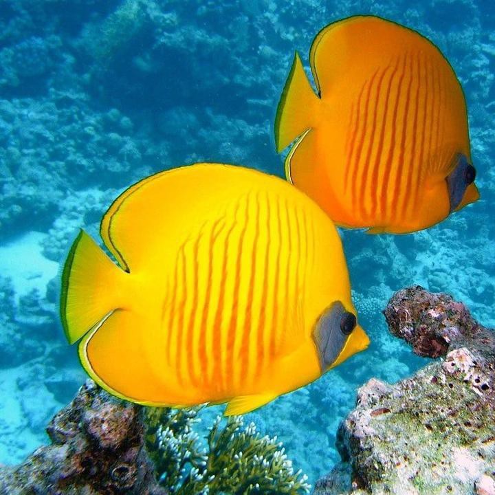 如何判斷藍(lán)金龍魚的年齡？，創(chuàng)作打卡挑戰(zhàn)賽-知乎風(fēng)中飄落的枯葉,如何判斷魚的年齡